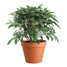 Chilli Purple In Pot